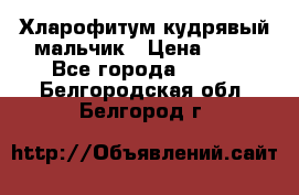 Хларофитум кудрявый мальчик › Цена ­ 30 - Все города  »    . Белгородская обл.,Белгород г.